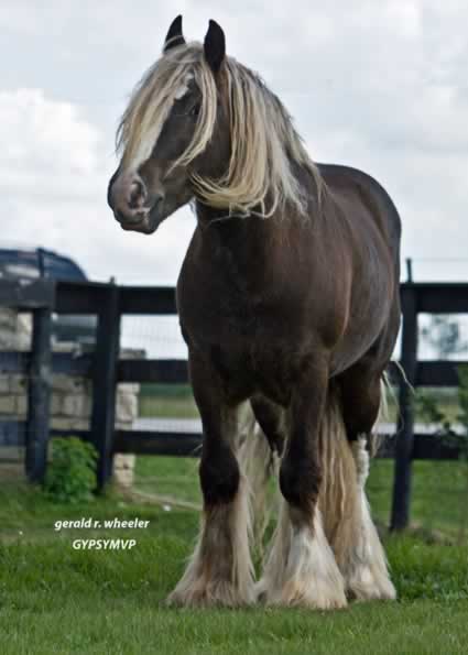 Gypsy Vanner Horses for Sale | Stallion | Charisma